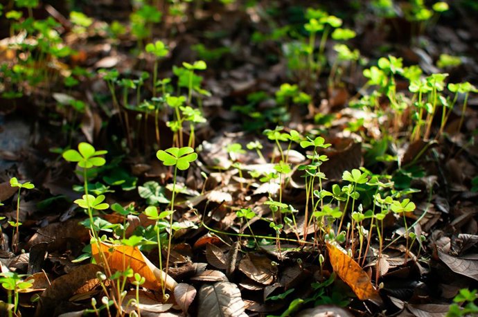 Plantas de la suerte de verdad: cuál es el trébol "real" y cómo cultivar una similar en casa