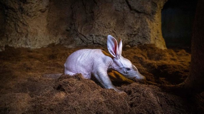 La cría del rarísimo cerdo hormiguero de BIOPARC Valencia ya puede verse con su madre en la madriguera