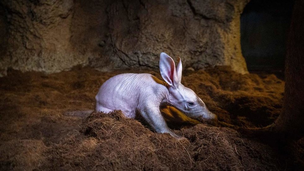 La cría del rarísimo cerdo hormiguero de BIOPARC Valencia ya puede verse con su madre en la madriguera