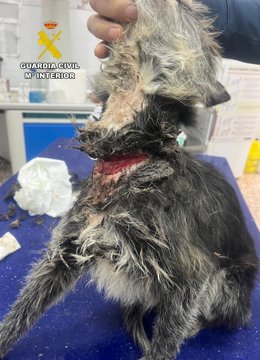 Guardia Civil detiene a un vecino de Abarán por tener abandonado a su perro, atado con un cable metálico