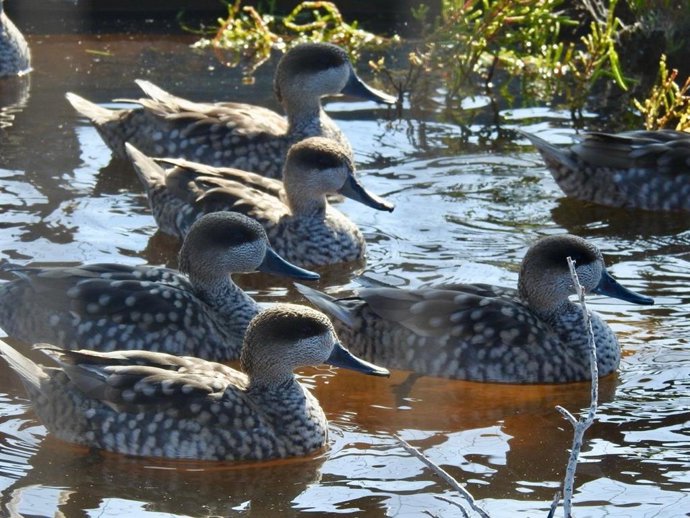 Ejemplares de cerceta pardilla liberados en el Paraje Natural de Punta Entinas-Sabinar, ubicado entre El Ejido y Roquetas de Mar (Almería).