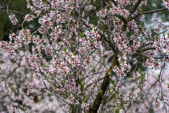 Archivo - Almendros en flor en la Quinta de los Molinos en Madrid