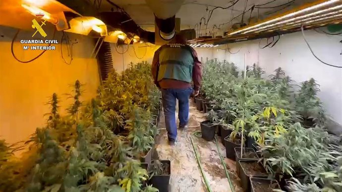 La Guardia Civil desmantela una plantación de marihuana en el término municipal cordobés de Lucena y detiene a un vecino de Casariche (Málaga) de 67 años.