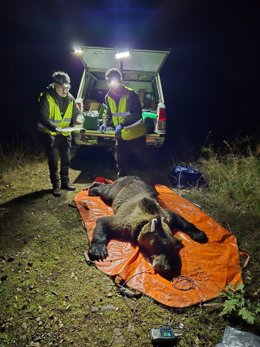 Un estudio pionero liderado por la Junta avanza en la identificación del comportamiento animal a partir de datos GPS del Plan de Marcaje de Oso Pardo en Castilla y León