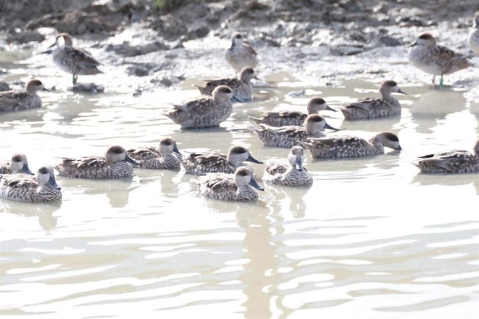 Archivo - Suelta de cercetas pardillas en las Marismas de Trebujena. A 07 de noviembre de 2025, en Trebujena, Cádiz (Andalucía, España). 