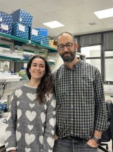 Foto: Un estudio explica por qué algunos errores en los cromosomas provocan un tipo de microcefalia