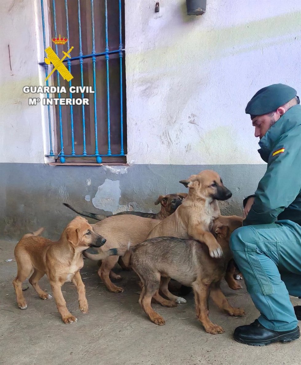 Investigan a un vecino de Burriana por varios incidentes que causaron sus perros