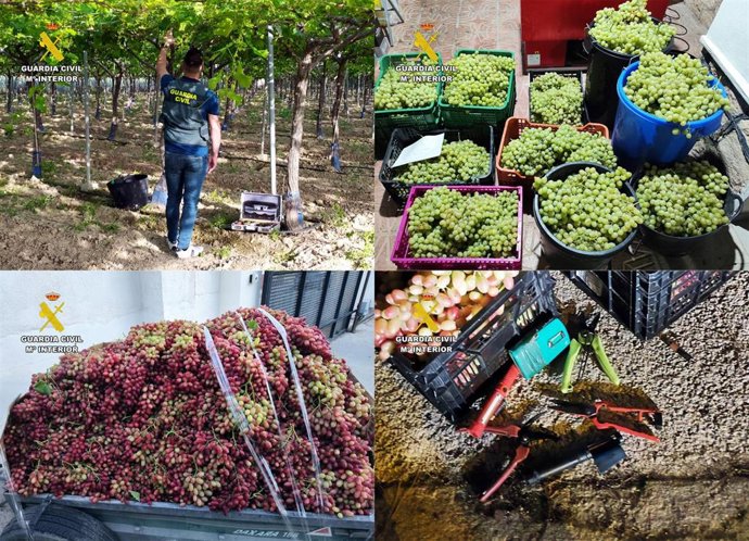 Imágenes asociadas a la operación 'Royalvid' de la Guardia Civil, que se ha saldado con la detención de cuatro personas como presuntas autoras de la sustracción de uva de mesa en explotaciones agrícolas de Lorca y Totana