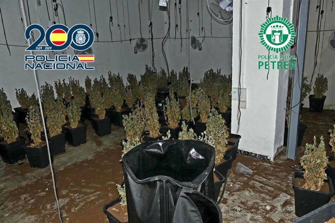 Plantación de marihuana desmantelada en una nave de Petrer (Alicante)