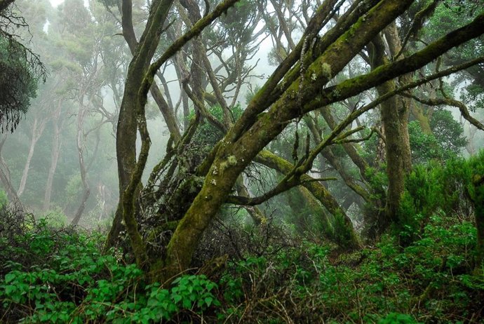 Archivo - Sendero de La Llanía, en El Hierro