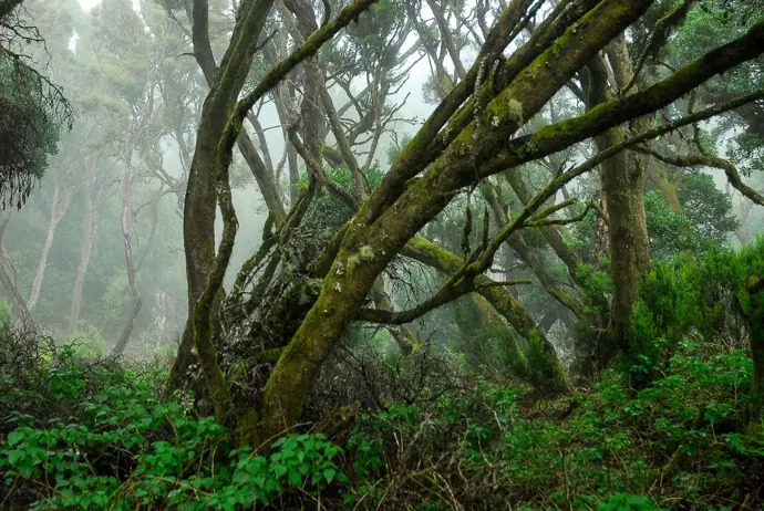 Sendero de La Llanía, en El Hierro