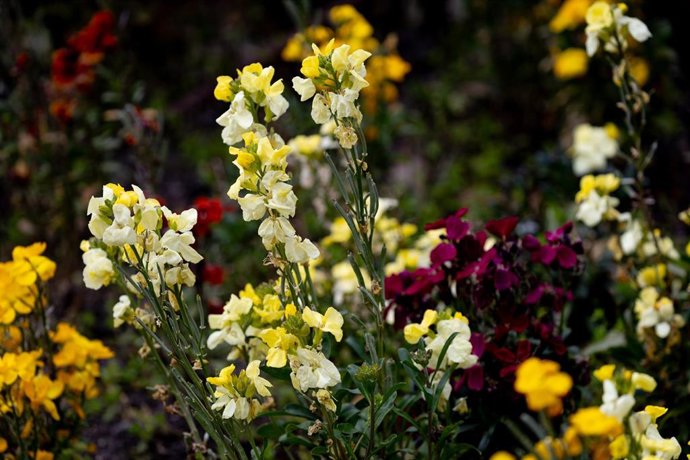 Archivo - Flores durante el primer día de primavera.