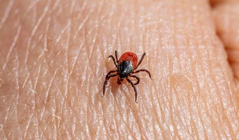 notibrasil sociedade