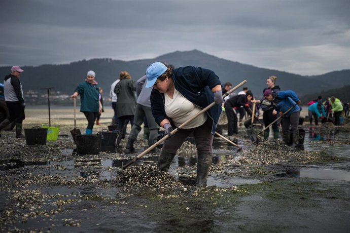 Mariscadores recogen las conchas y el marisco muerto, en la playa de Testal, a 18 de marzo de 2026, en Noia, A Coruña, Galicia (España). Decenas de mariscadores de Noia recorren a pie la playa de Testal retirando las toneladas de bivalvo muerto y conchas 