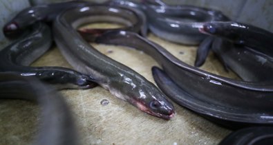 EpAgro - Pesca