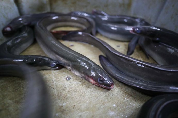 Varias anguilas 