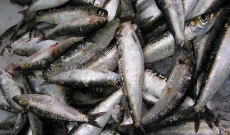 Pesca Galicia