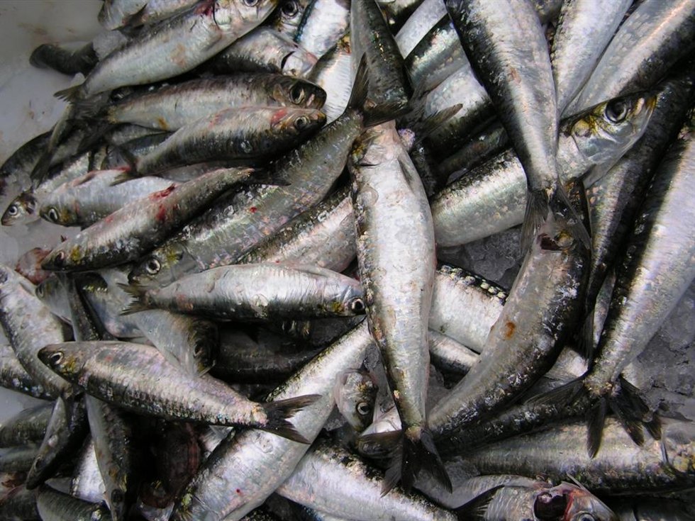 Archivo - España entra en dependencia de pescado el 9 de mayo.  Pescado. Sardina. Pesca sostenible. UE. Estock