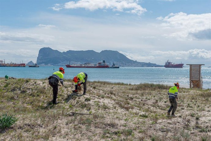 Plantación de ejemplares de especies dunares en Guadarranque.