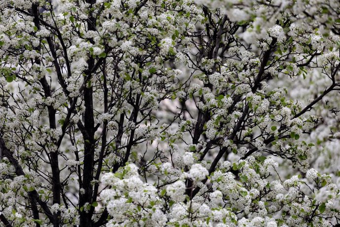 Archivo - Árboles en flor durante el primer día de primaver