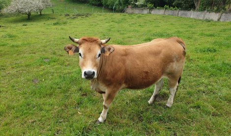 Asturias Rural
