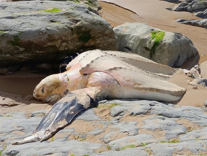 Aparece el cadáver de una tortuga laúd en la playa de Portío