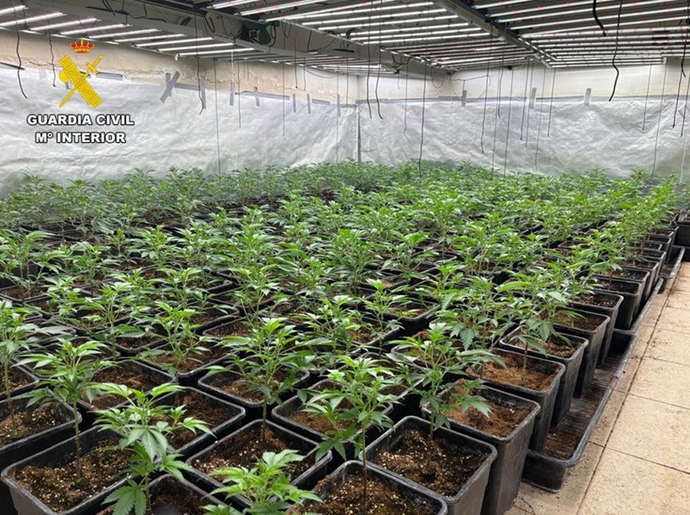 Desmantelada una plantación de alto rendimiento de marihuana de interior en Almodóvar del Campo.
