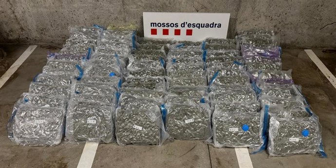 Els cabdells de marihuana localitzats a la nau