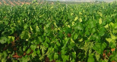 EpAgro - Agricultura