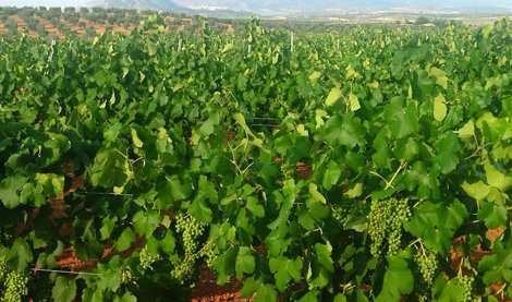 EpAgro - Agricultura