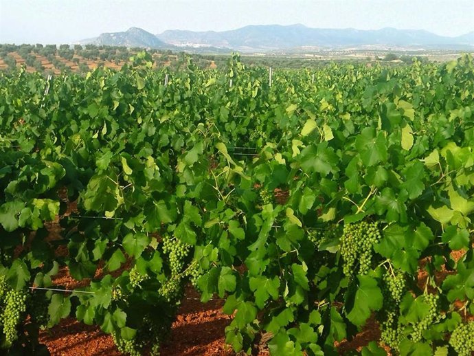 Plantación de cava en Tierra de Barros