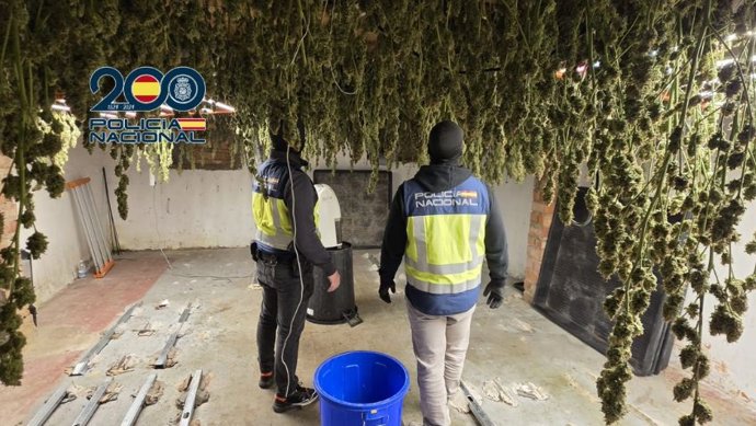 Plantación de marihuana intervenida en Jerez.