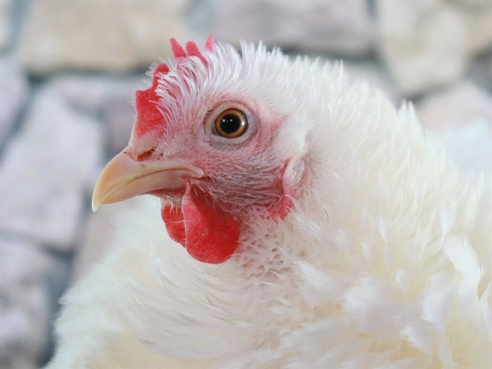 Archivo - Gallina.