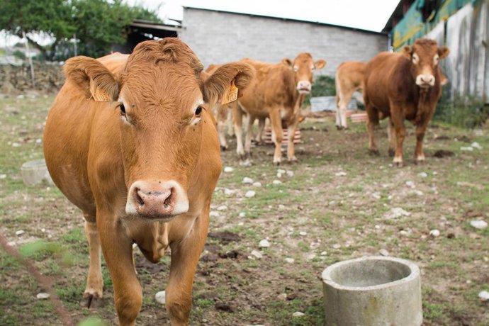 Archivo - Ganadería