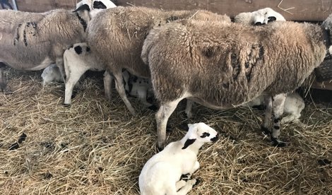 EpAgro - Unión Europea