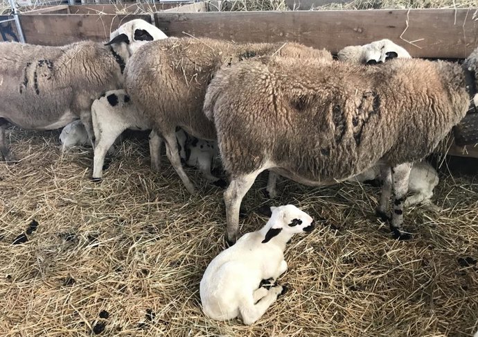 Archivo - Ovejas con un cordero en primer plano
