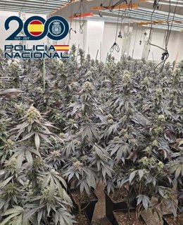 El operativo de seis días se ha saldado con 210 identificaciones, el control de 69 vehículos, el levantamiento de 12 actas, dos detenciones, 19 registros, 17 plantaciones 'indoor' desmanteladas y 5.600 plantas de marihuana aprehendidas.
