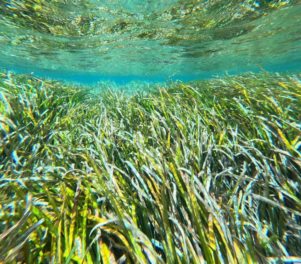 Archivo - Praderas marinas de Posidonia oceánica