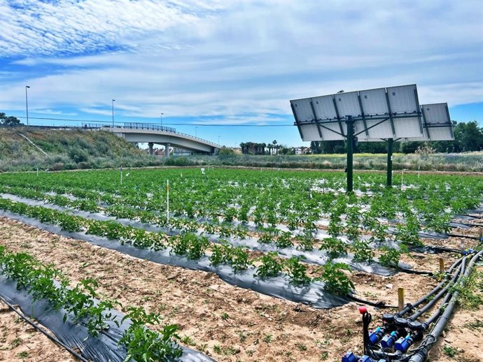 Imagen de recurso de un cultivo de tomates.