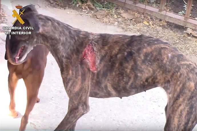 Archivo - El Refugio se personará como acusación contra el empresario que presuntamente mataba a animales para vender su sangre
