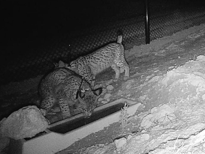 La pareja de linces ibéricos reintroducida en Aragón.