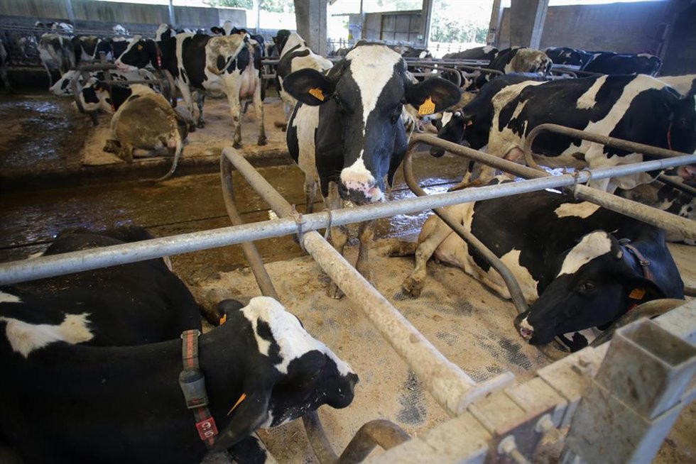 Archivo - Vacas de una ganadería de lácteo 