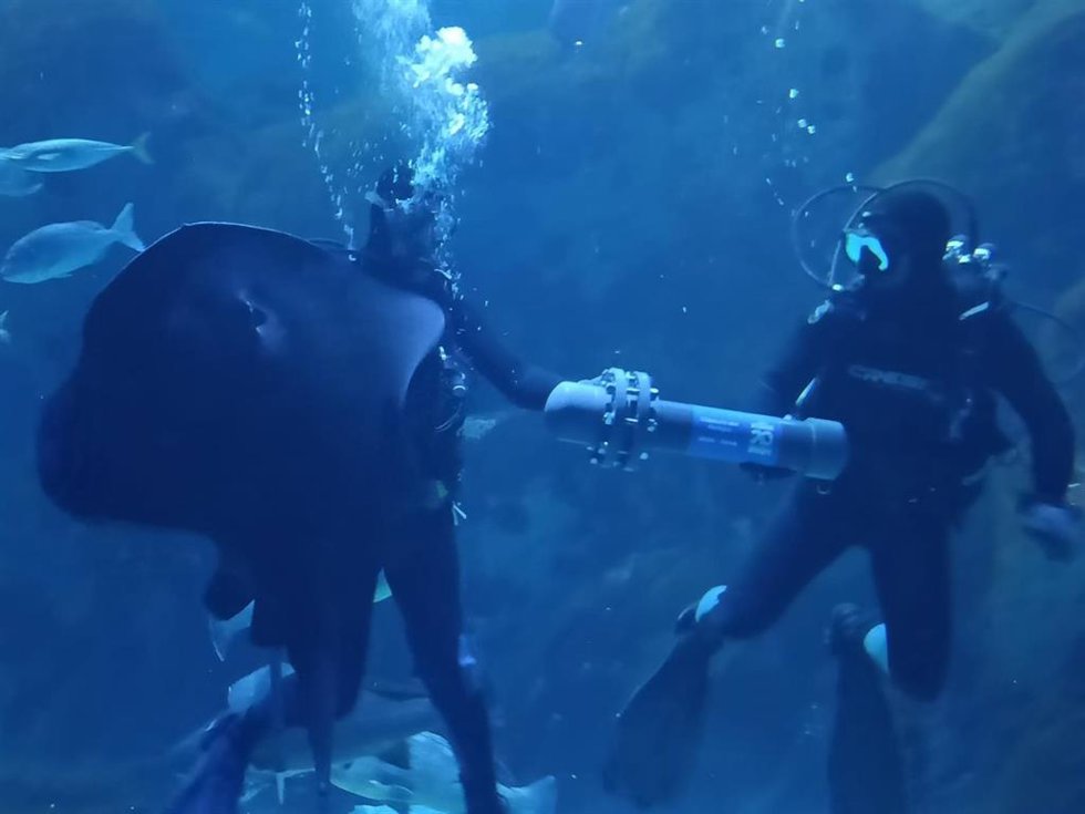 Dos buceadores sumergen en un tanque del Bioparc Acuario Gijón una cápsula del tiempo por el 20 aniversario del equipamiento.