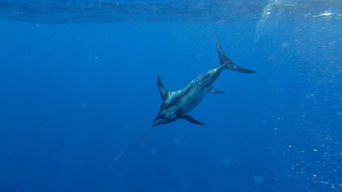 El Centro Oceanográfico de Baleares del Instituto Español de Oceanografía (IEO-CSIC) ha advertido este viernes que el cambio climático está afectando a los hábitats de reproducción del pez espada.