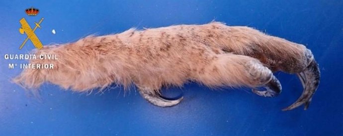 Imagen de la garra de buho real intervenida a los detenidos.