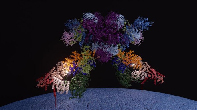 Imagem do modelo da SEA-EGOC ancorado na membrana da vacúola, com o sítio ativo destacado.