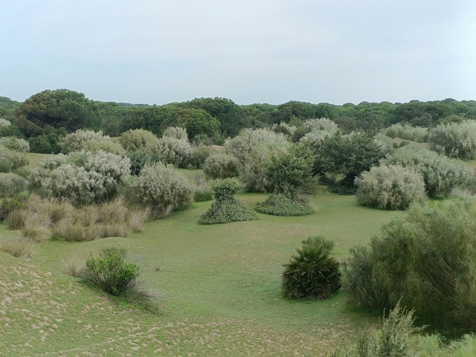 Imagen de recurso de la retama blanca