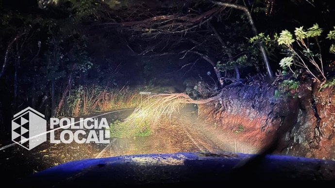 Un árbol cae sobre una carretera en Santa Cruz de Tenerife durante el paso de la borrasca 'Therese' por la isla