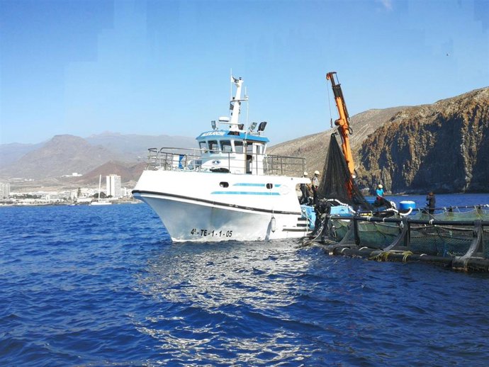 Archivo - El Gobierno canario apoya con 1,9 millones de euros al sector pesquero y acuícola ante el alza de costes por la guerra de Ucrania