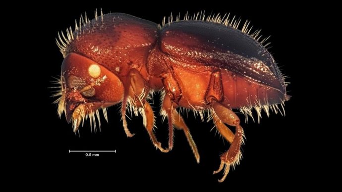 Este minúsculo escarabajo de apenas dos milímetros supone una seria amenaza para los cultivos de aguacate de las costas granadina y malagueña al ser un insecto polífago que amenaza a otros ecosistemas.  Ahora "se conoce al enemigo por dentro".
